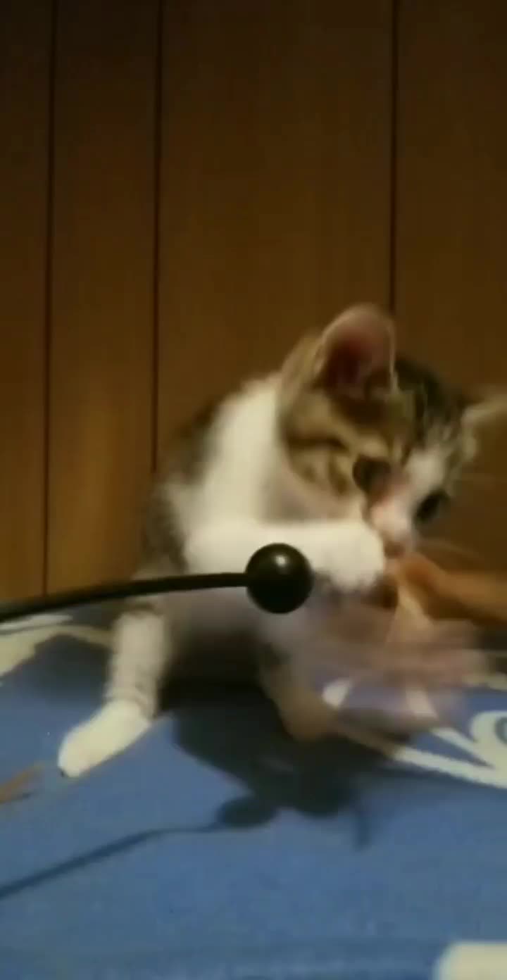 @yukako