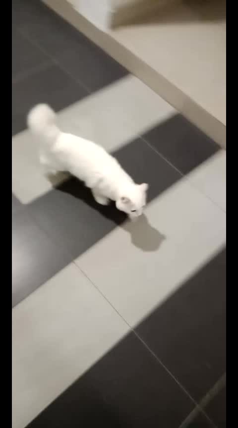 @Kucing comel
