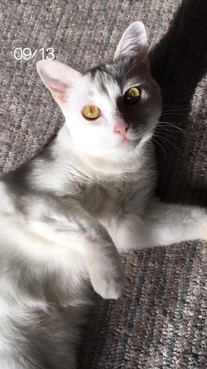 @ゼットン