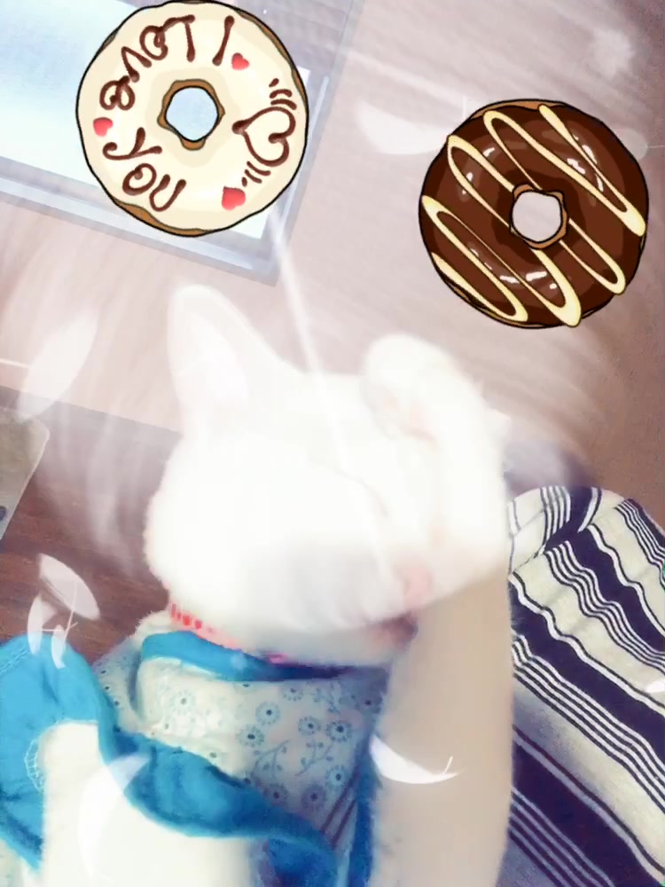 @macadamia0408