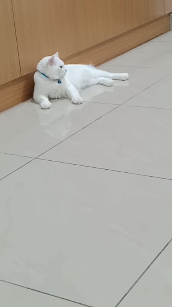 @Kucing comel