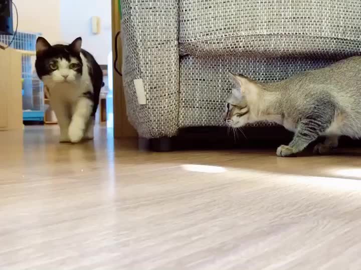 @西面毛毛