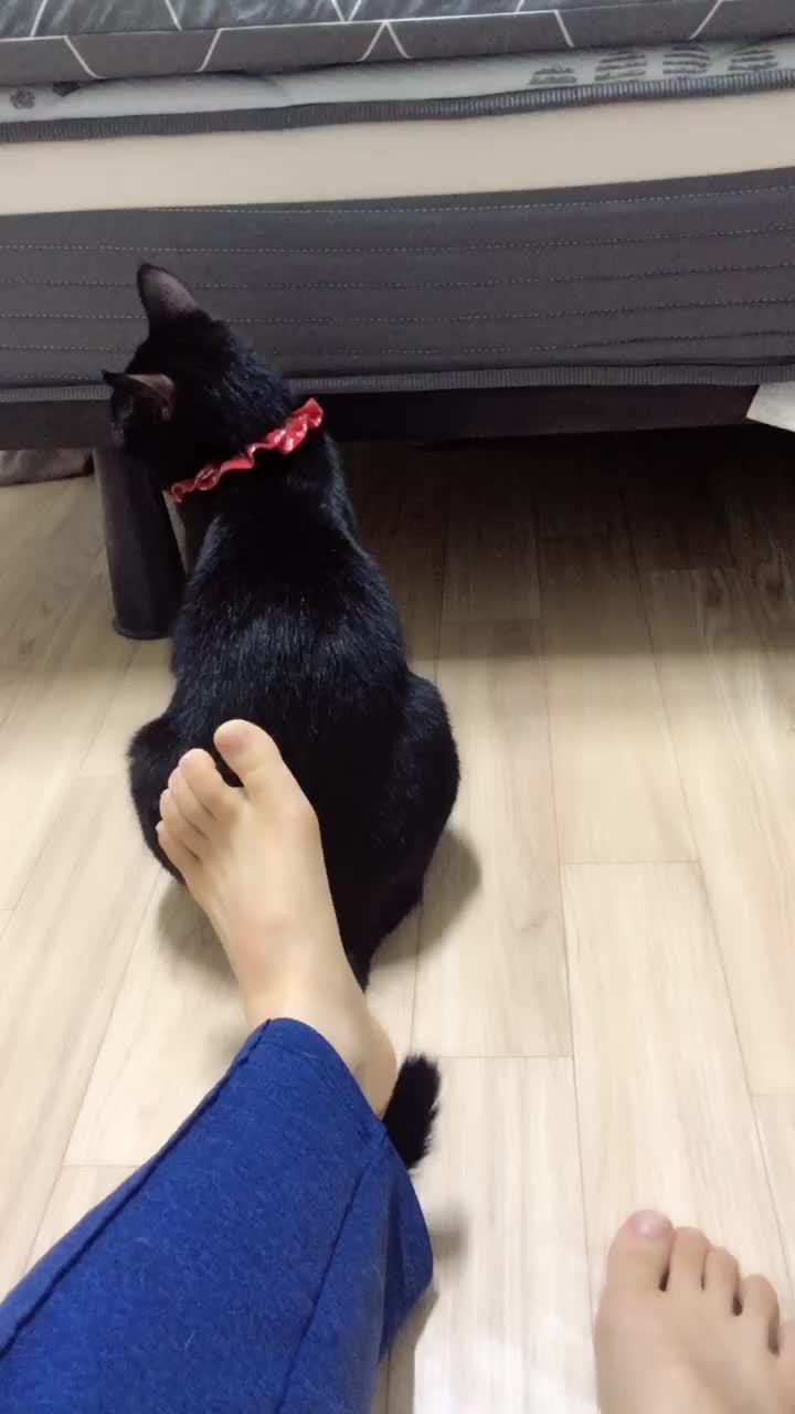 @고양이덕후