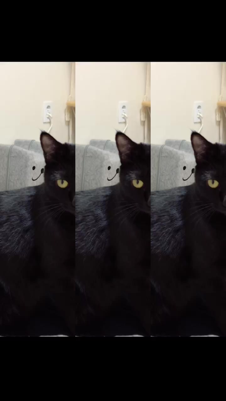 @고양이덕후