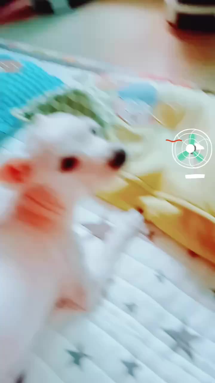 @홍장미