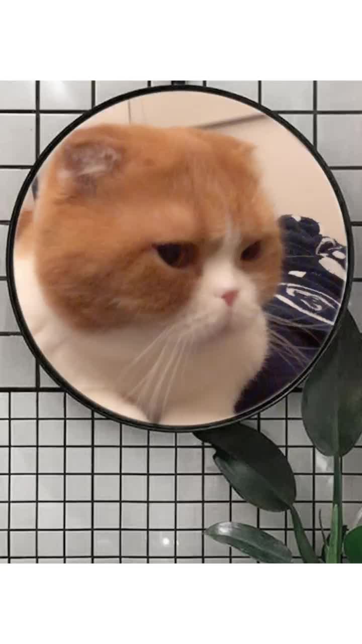 @고양이덕후