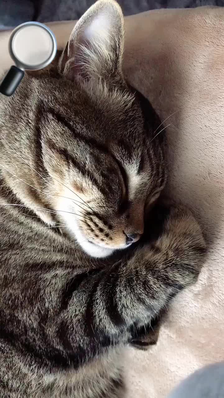 @🐈もこぶん🎸