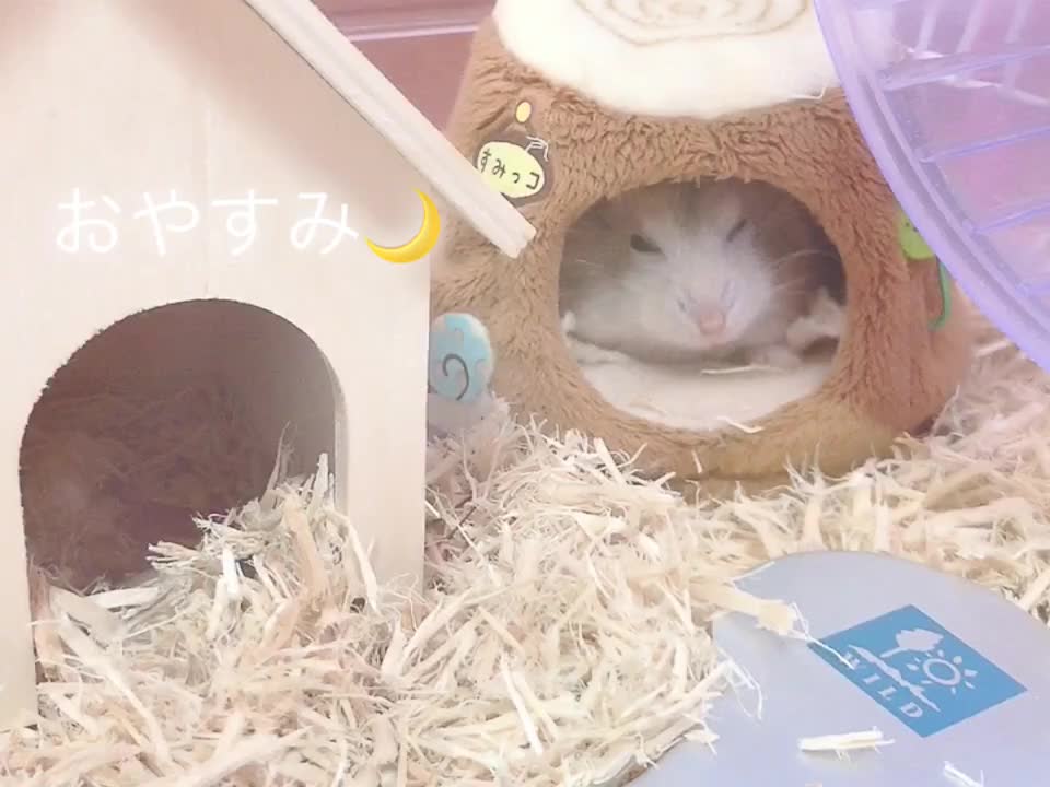 @すみっコ