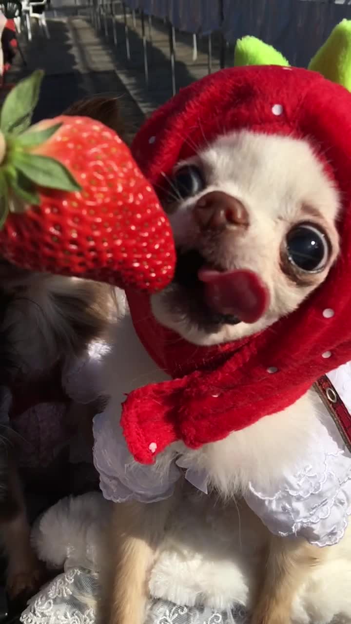 @🍓🌻★びっけ学園★🍓🌻