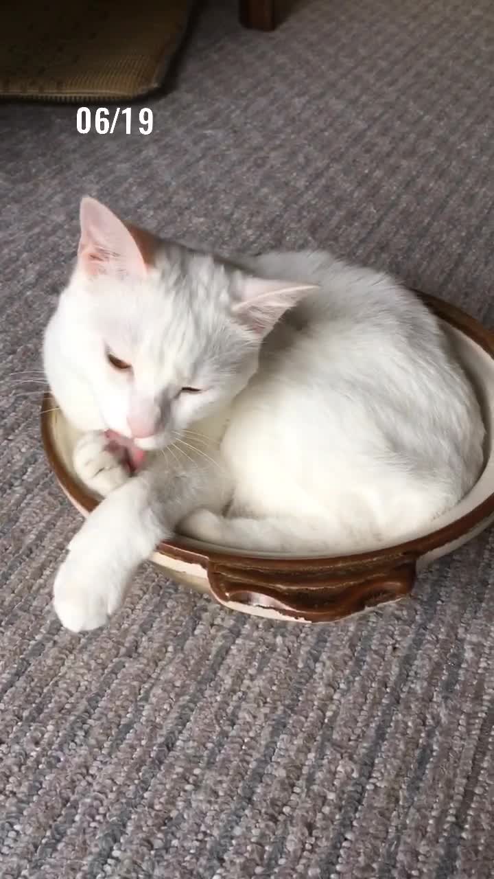 @ゼットン