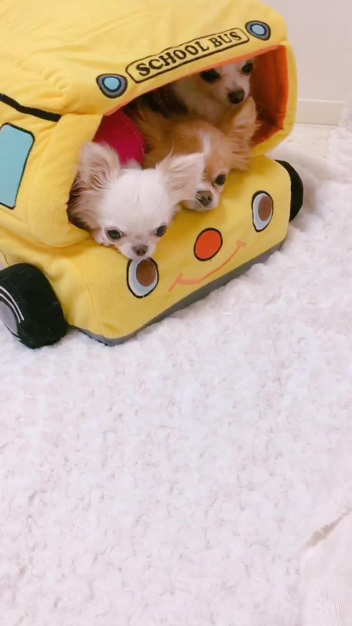 @🍓🌻★びっけ学園★🍓🌻