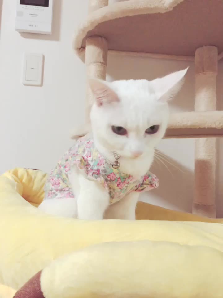 @macadamia0408