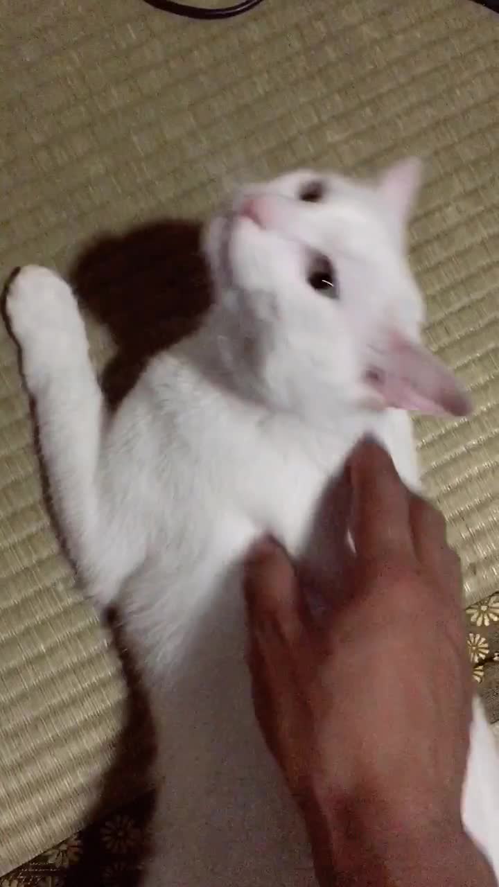 @ゼットン