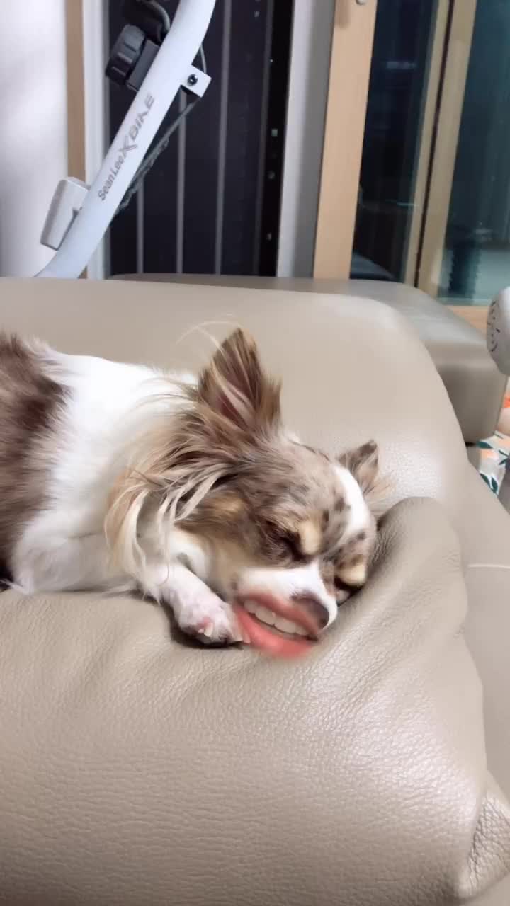 @꼬맹강이