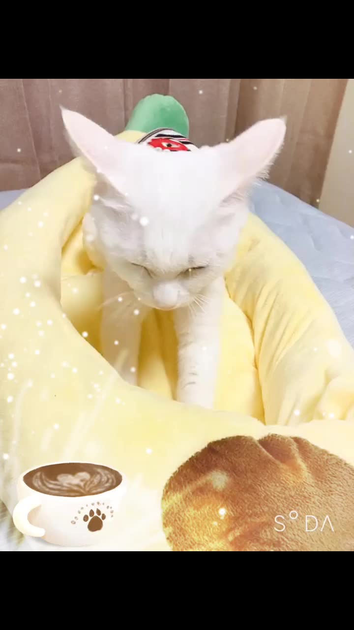 @macadamia0408