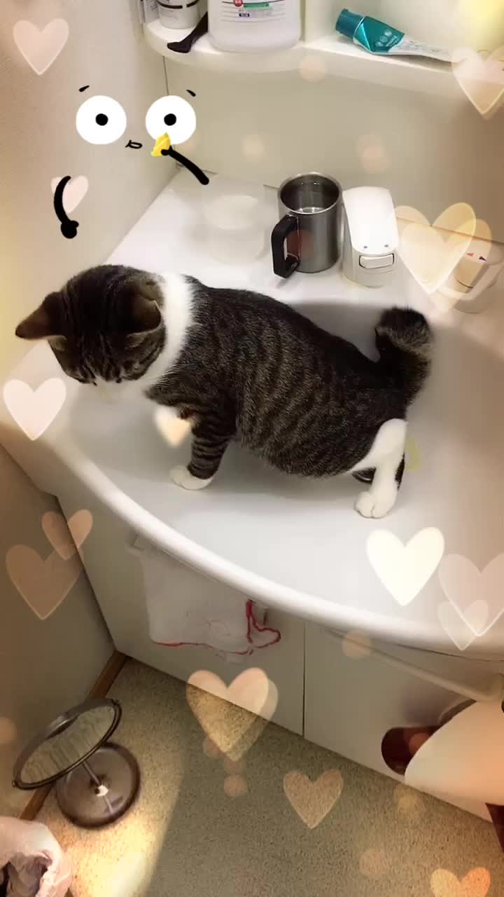 @🐈もこぶん🎸