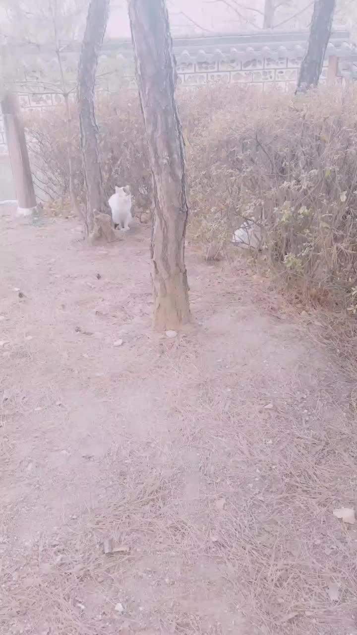 @🌟루피짱🌟