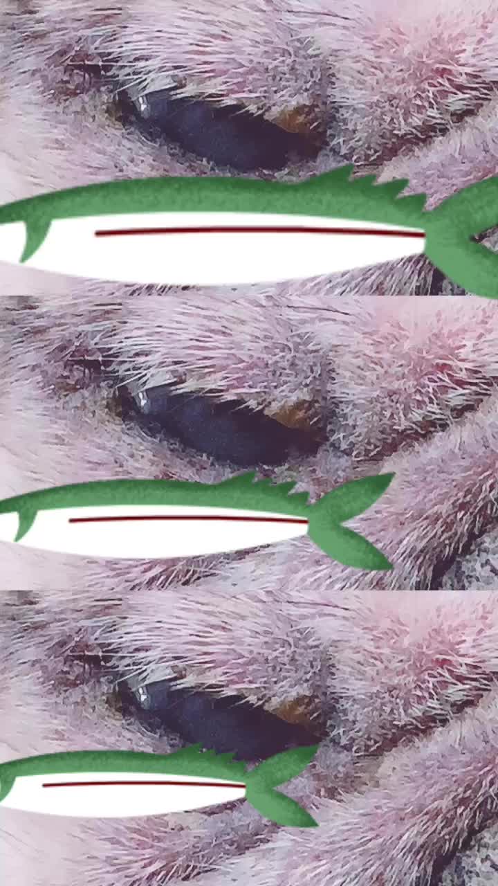 @(ơ &omega;ơ)✧