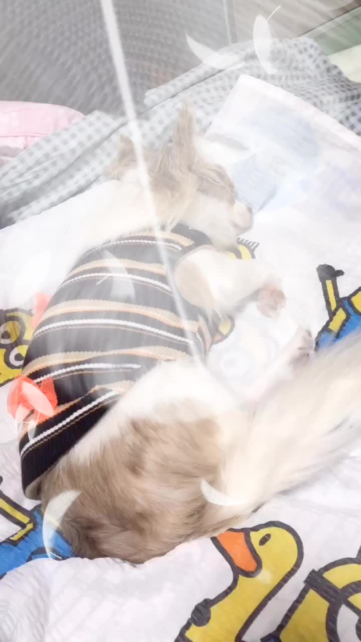 @꼬맹강이