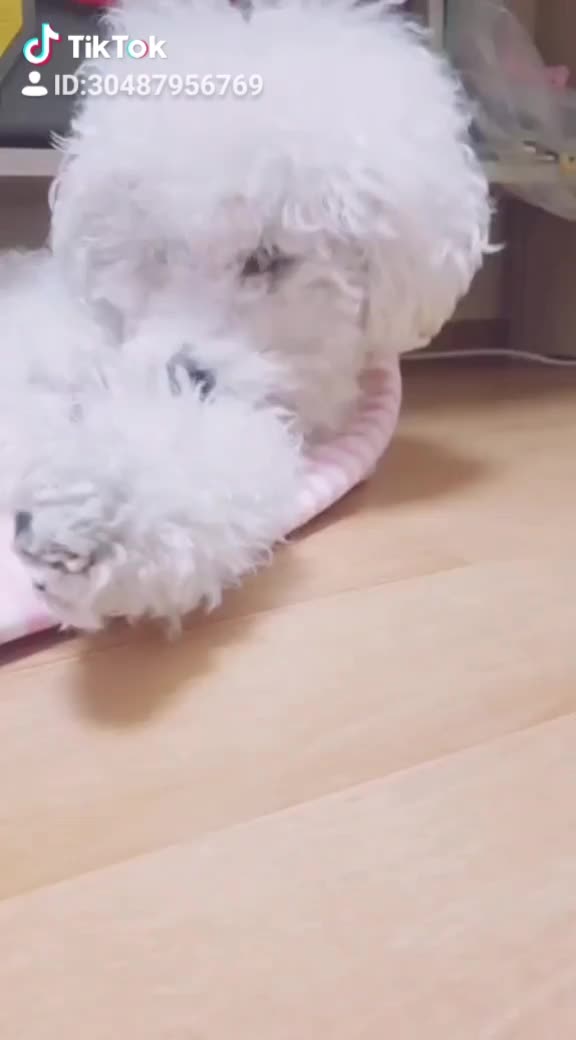 @🌟루피짱🌟