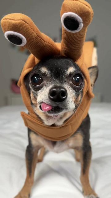 @Tiny Chihuahua Cedric & Maya