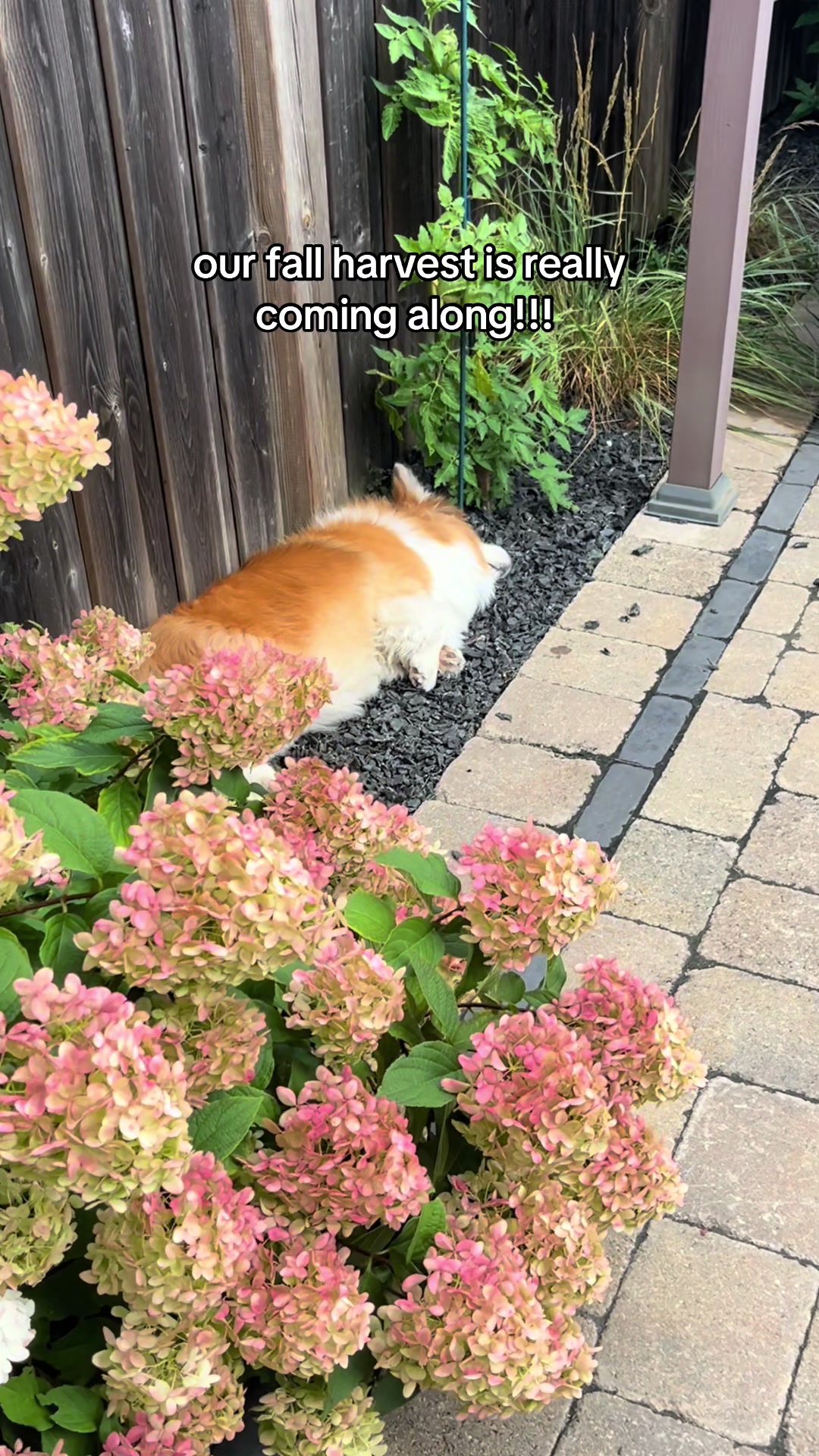 @hudsonthefluffycorgi