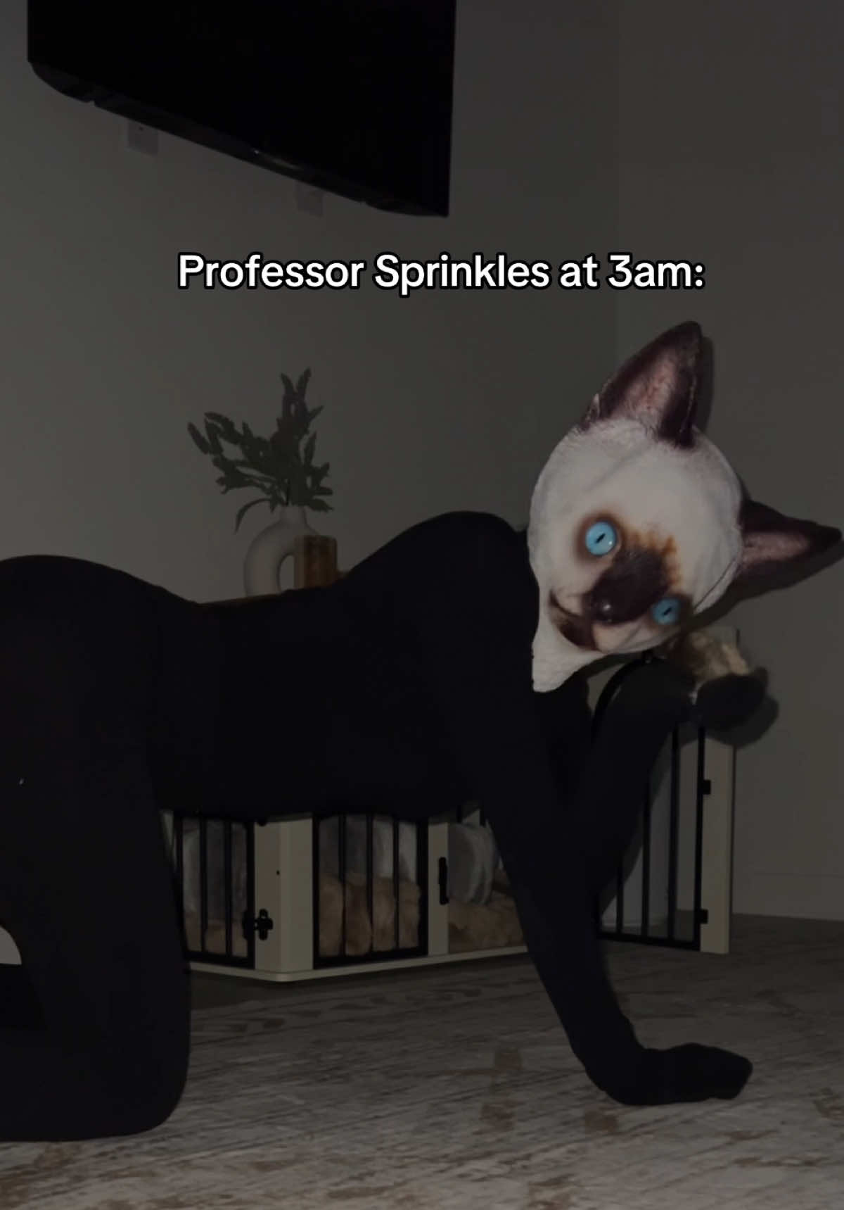 @ShelbyMorisseau