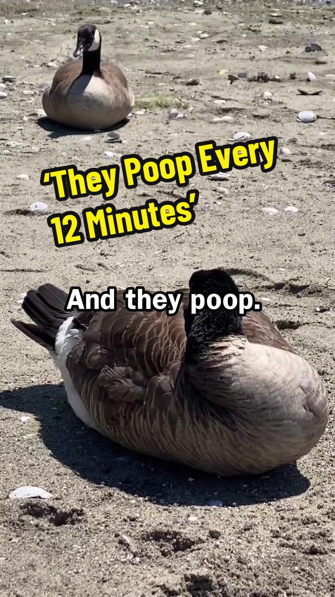 @TheTyee