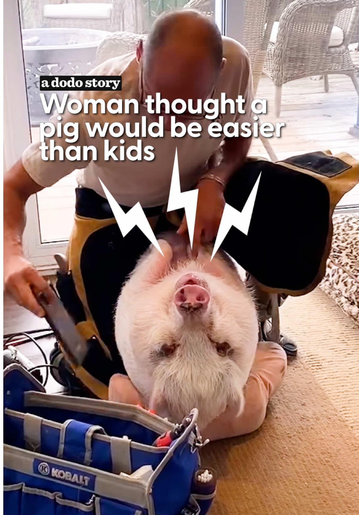 @The Dodo