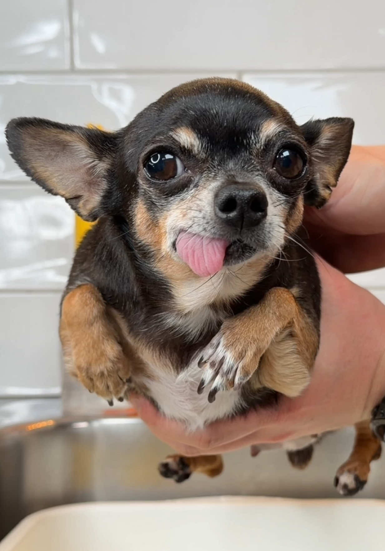 @Tiny Chihuahua Cedric & Maya
