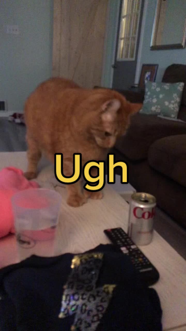 @Reznor_the_cat🪽