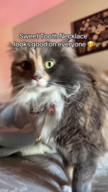 @VeraMeat