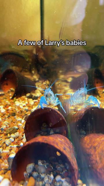 @Larrythebluecrawfish