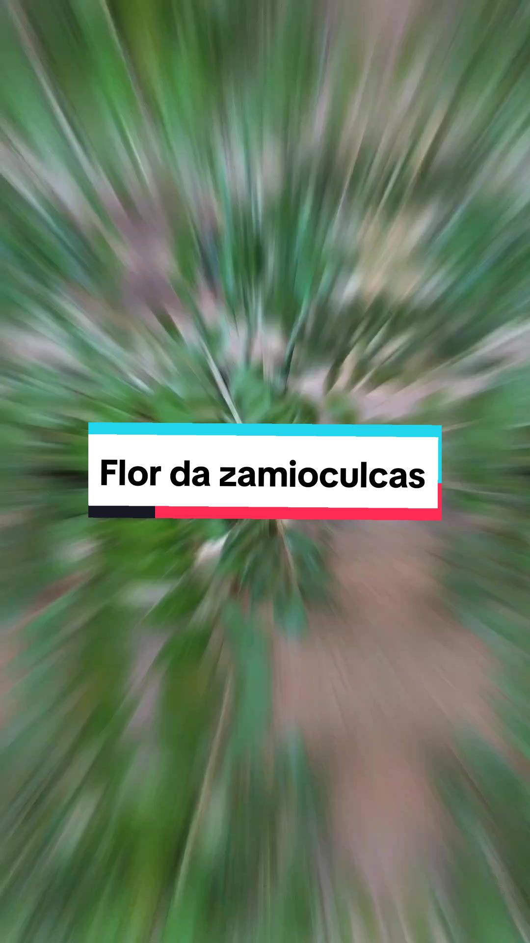 @Plantas