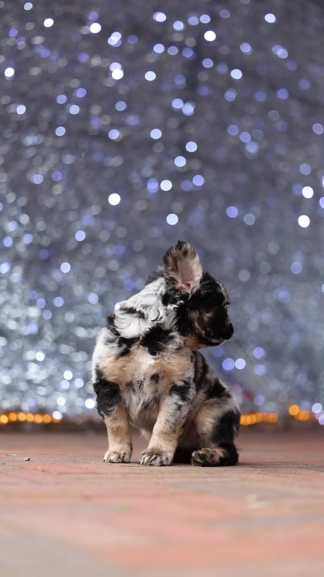@Trendingbulldogz