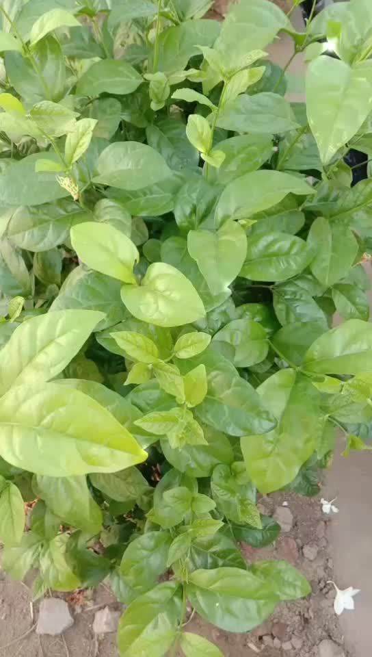 @@Darling vidhya😘😘