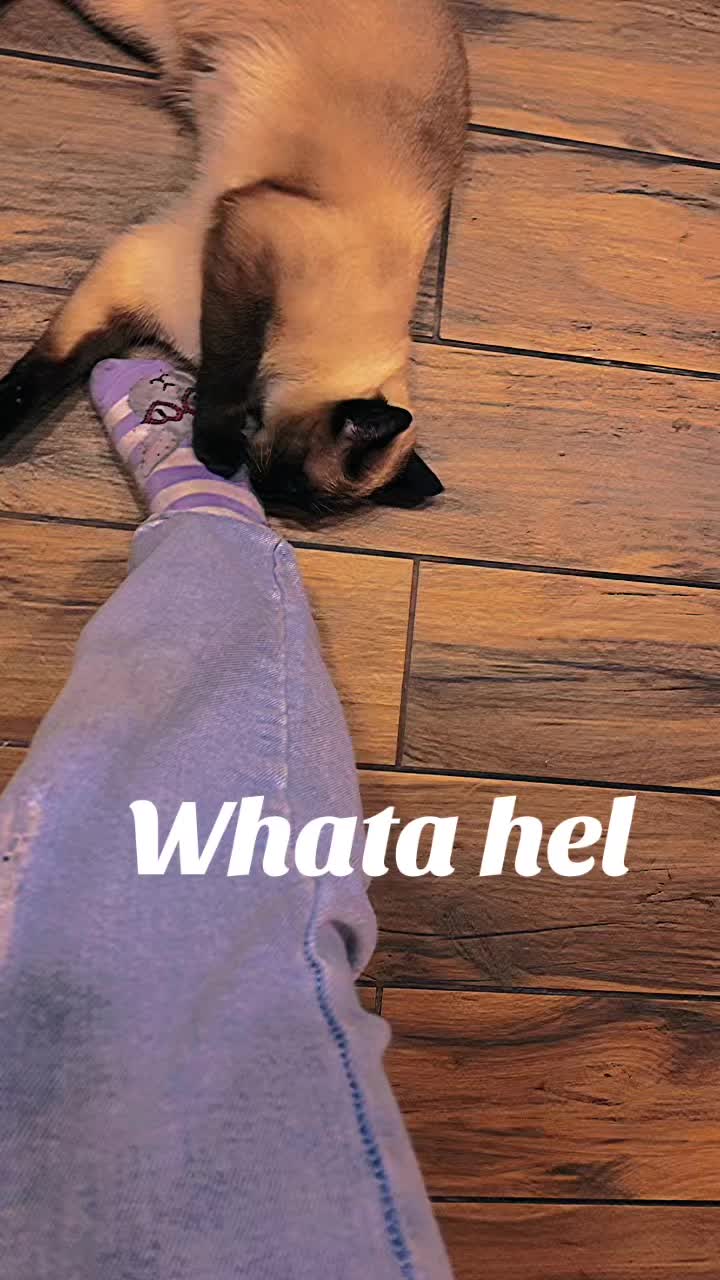 @Blueberry Eyes Cat