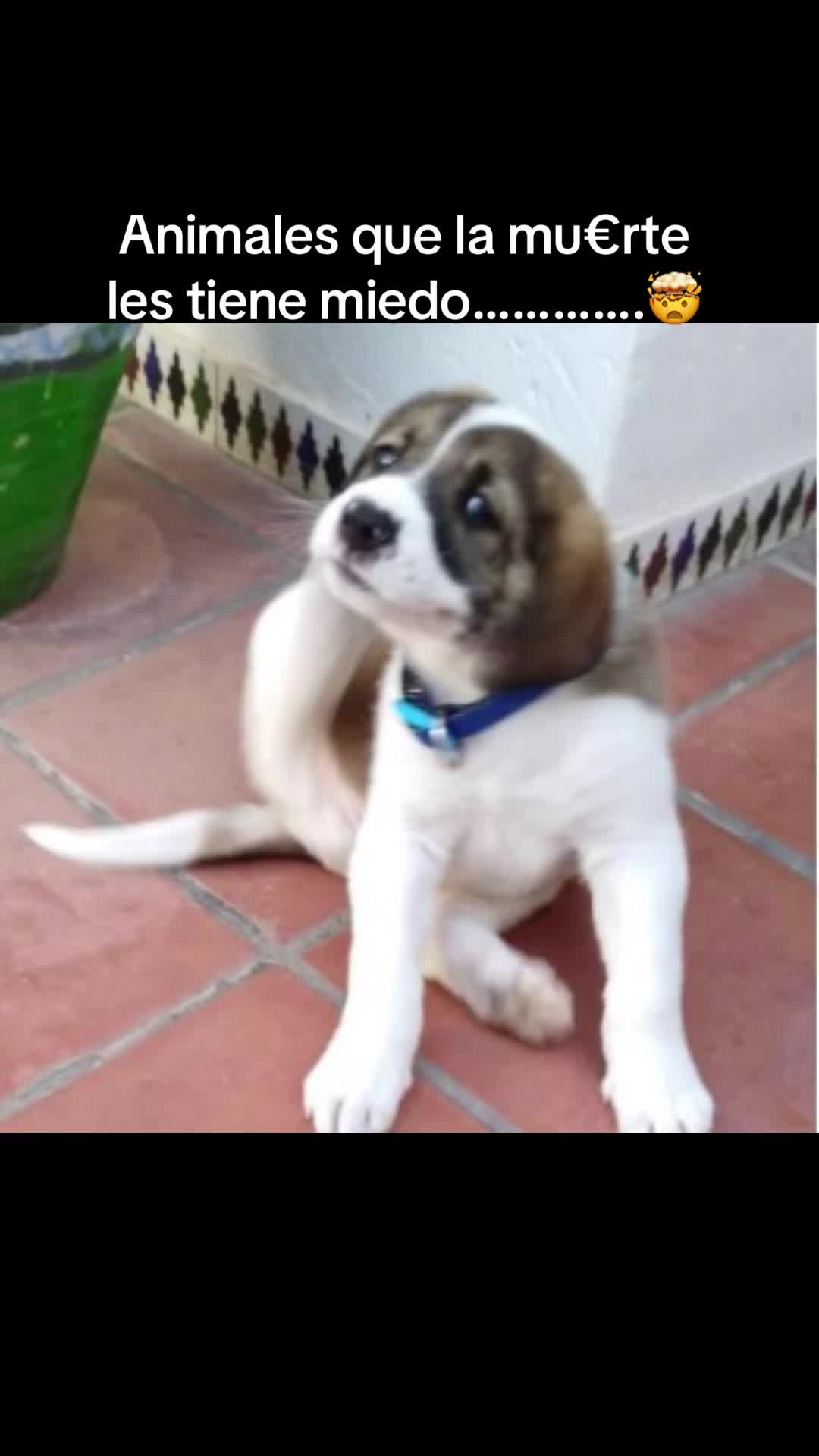 @CURIOSIDADES