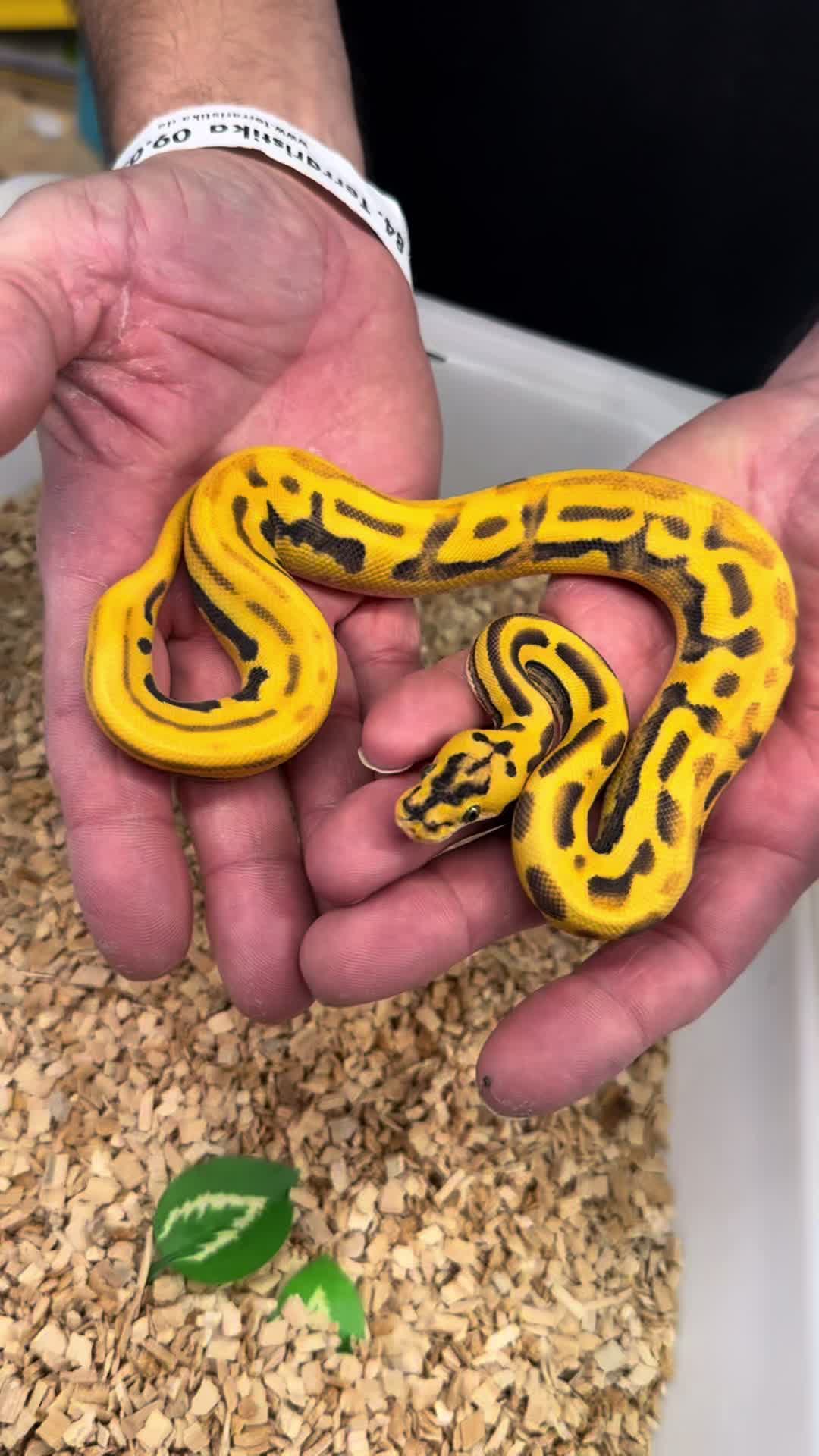 @MasgenReptiles