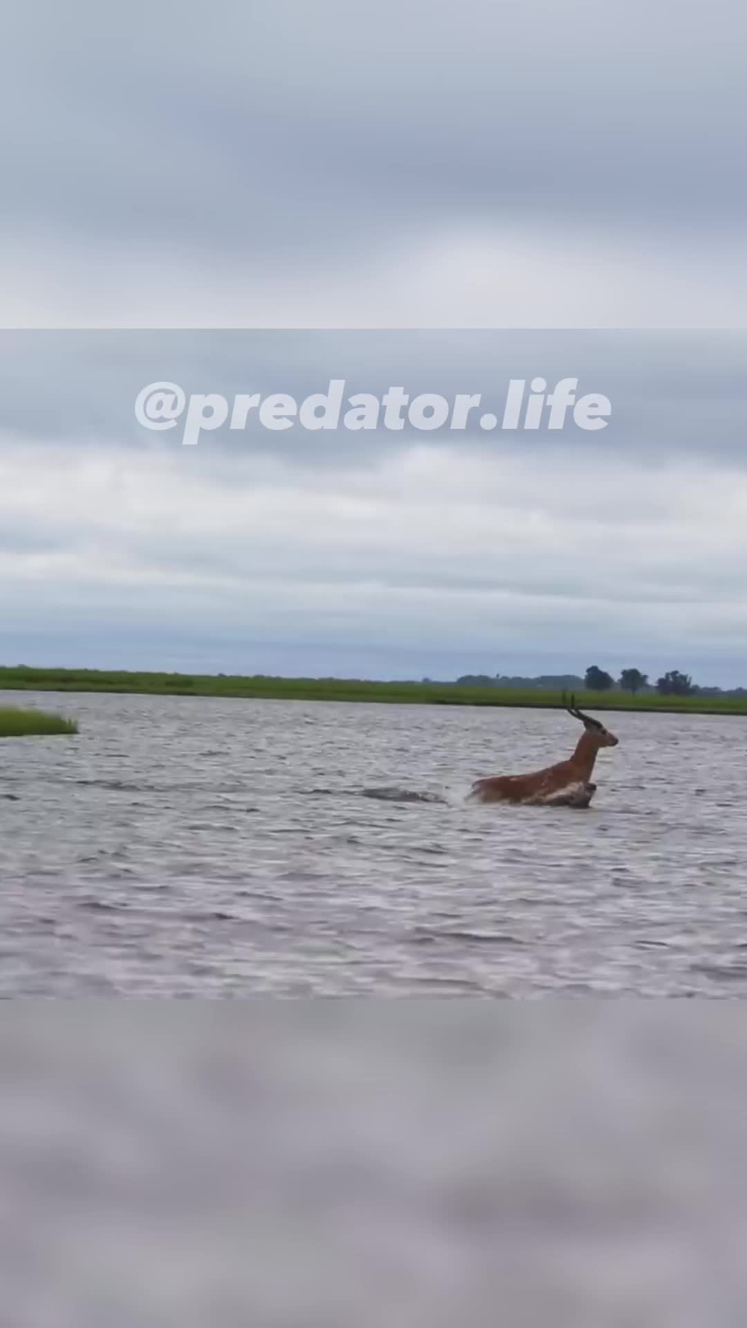 @Predator Life