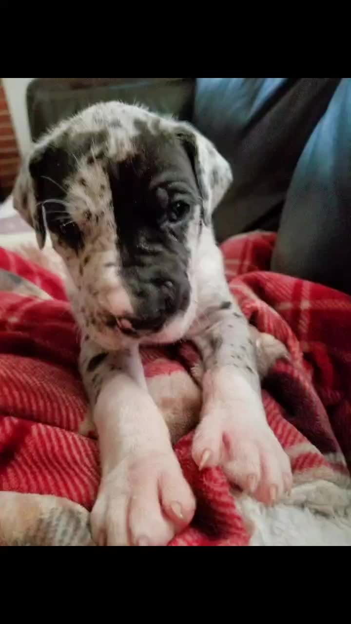 @dogmomof4