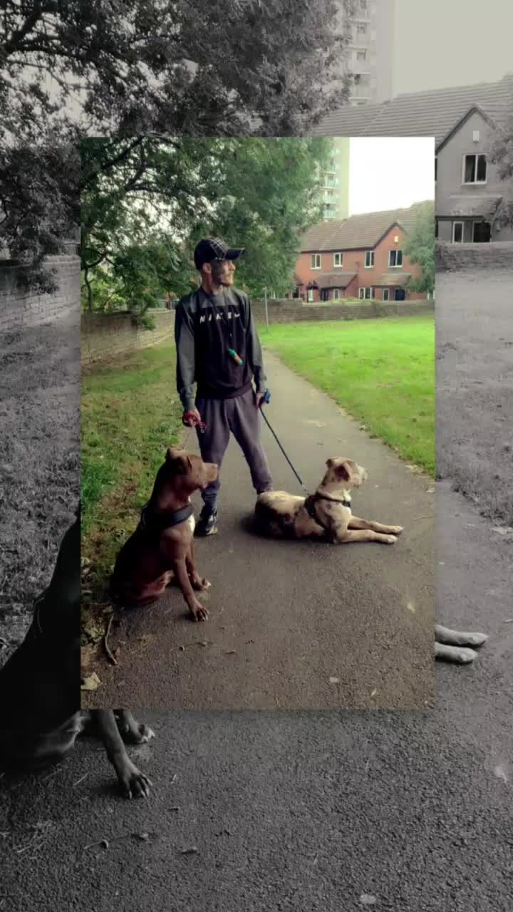 @dontbullymybreed
