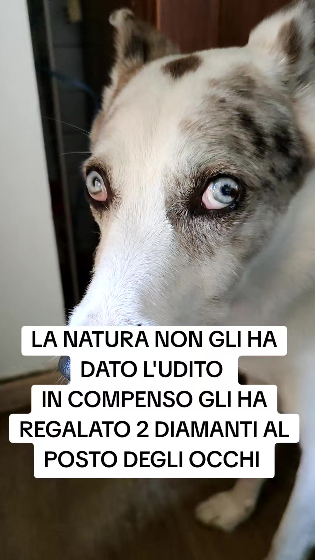 @ho.adottato.un.canesordo