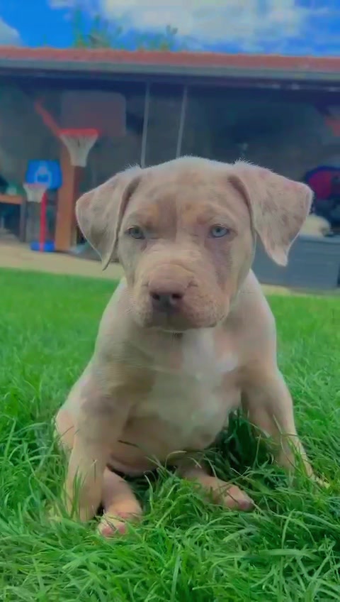 @ShadowBullyXXL