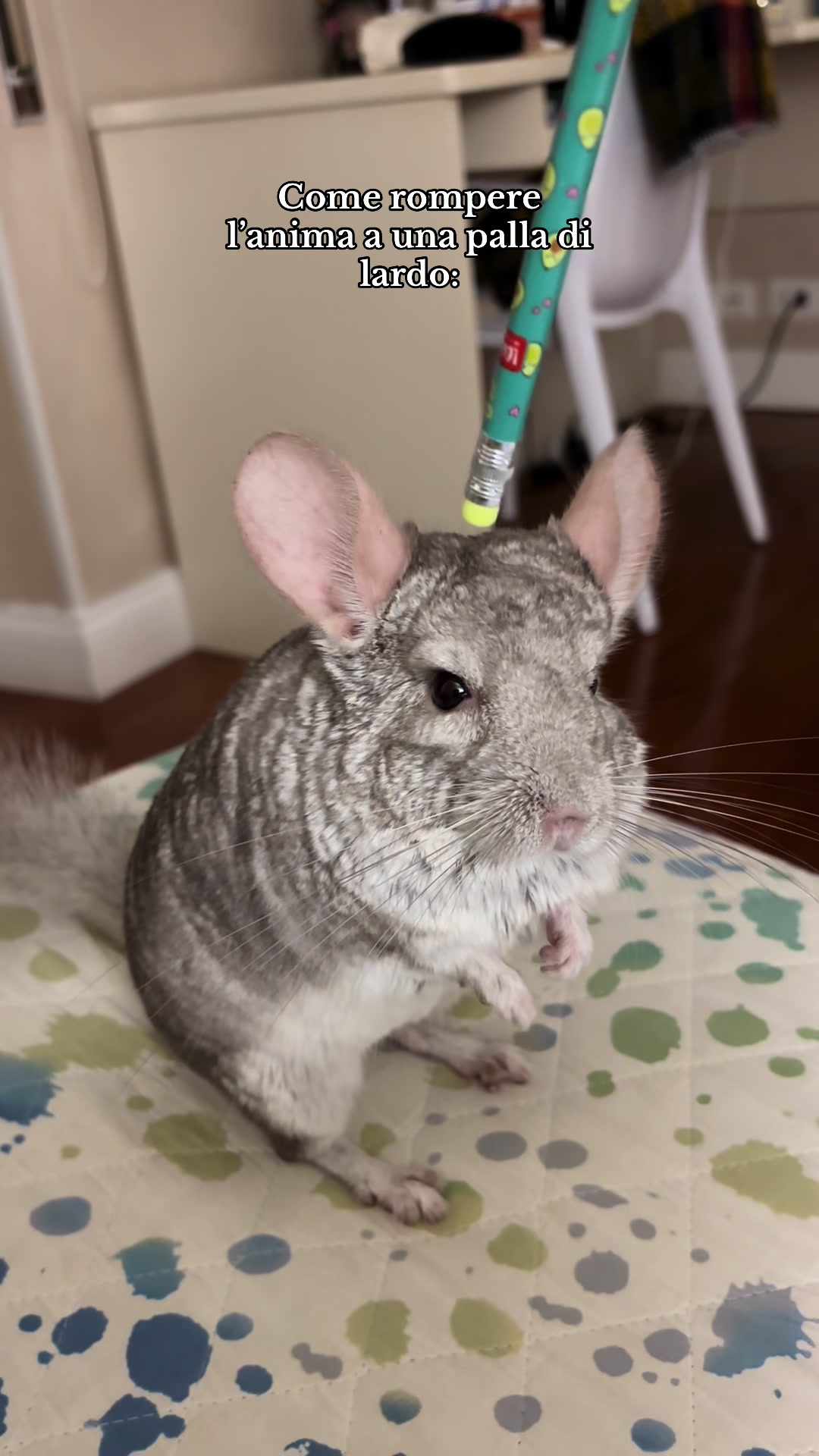 @AlbiTheCinci🐭