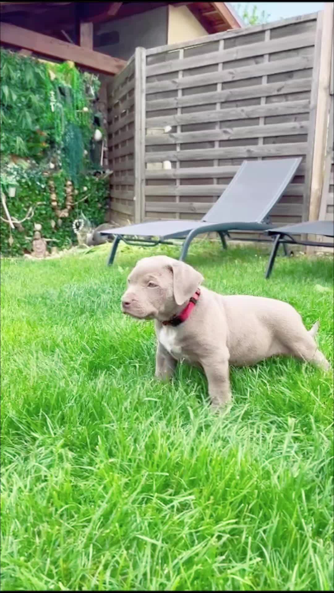 @ShadowBullyXXL