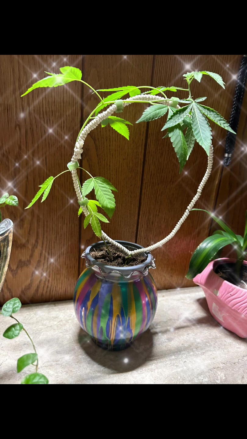 @Art-Plant-Upcycle