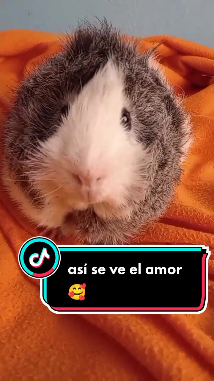 @elrat&oacute;n