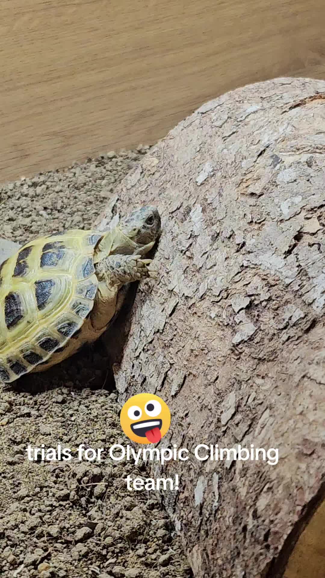 @speedy_the_tortoise