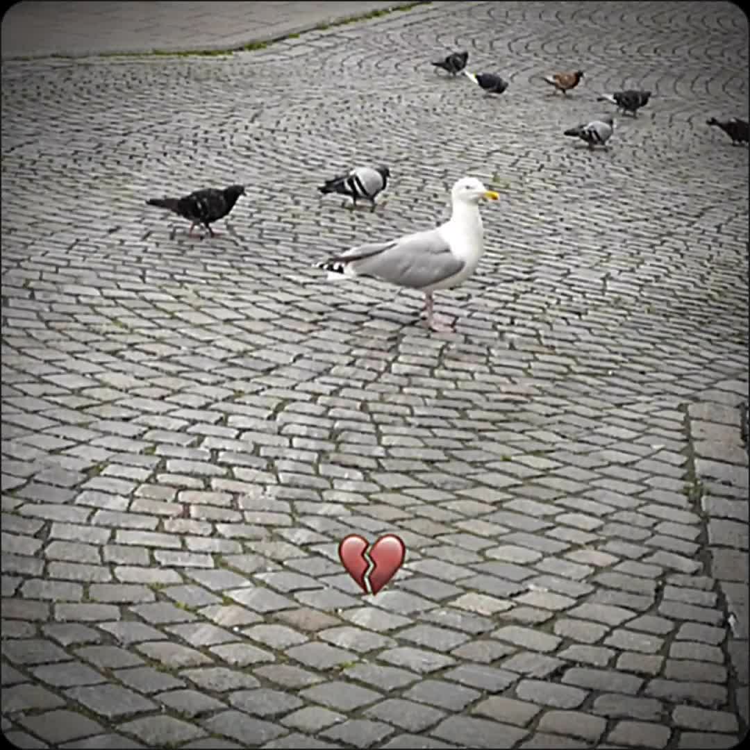 @𝙇𝙪𝙘𝙖𝙨 𝘼𝙍𝙉 🦜
